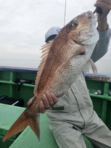 マダイの釣果