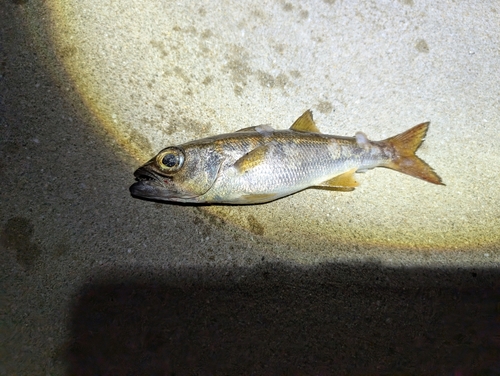 ムツの釣果