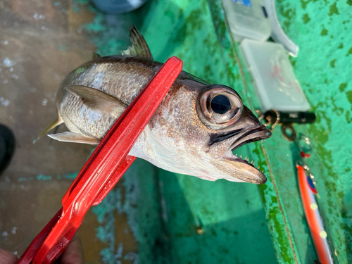 クロムツの釣果