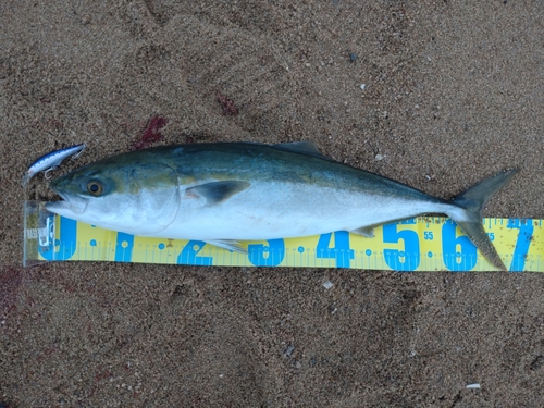 メジロの釣果