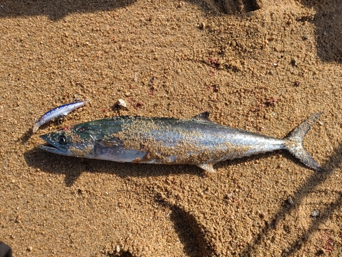 サゴシの釣果