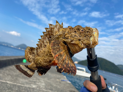 サツマカサゴの釣果