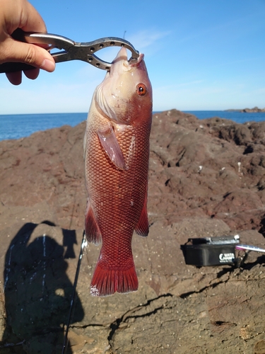 コブダイの釣果