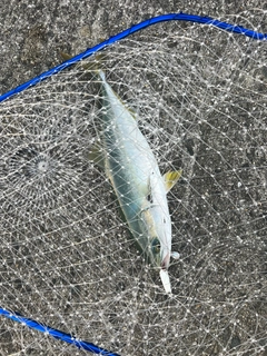 ツバスの釣果