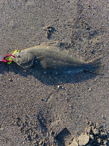 ヒラメの釣果