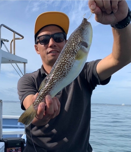 ショウサイフグの釣果