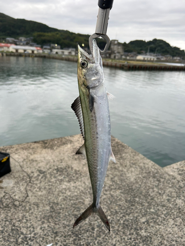 サゴシの釣果