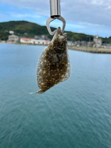 ソゲの釣果