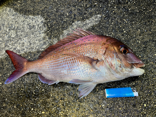 タイの釣果