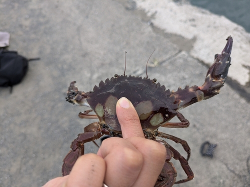 イシガニの釣果