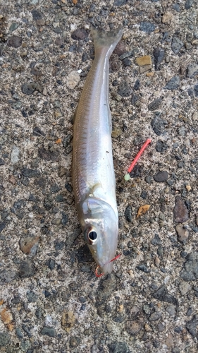 キスの釣果