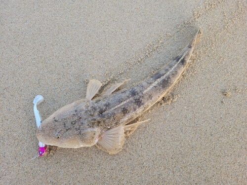 マゴチの釣果