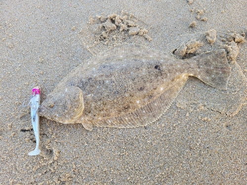 ソゲの釣果