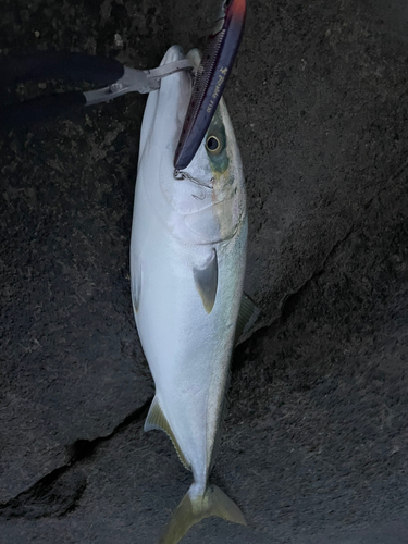 イナダの釣果