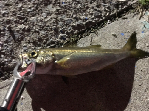 クロムツの釣果