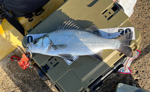 セイゴ（マルスズキ）の釣果