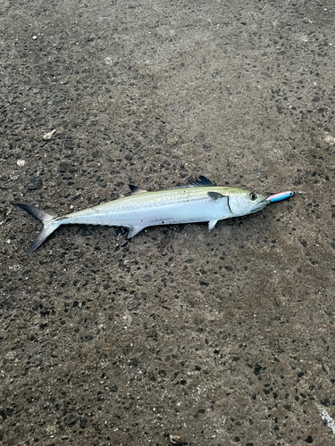 サゴシの釣果