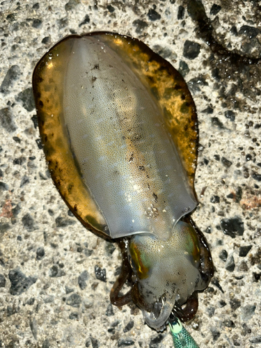 アオリイカの釣果