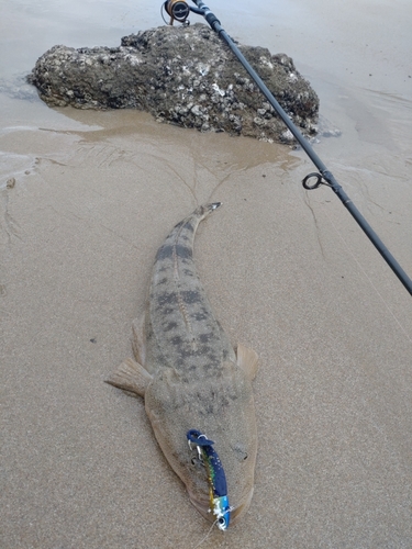 マゴチの釣果