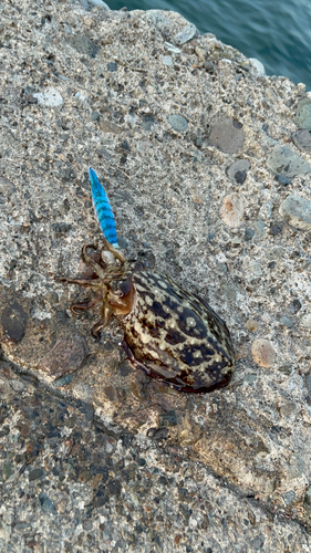 コウイカの釣果