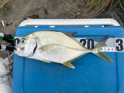 メッキの釣果