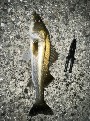 シーバスの釣果