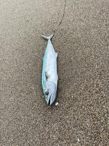 サゴシの釣果