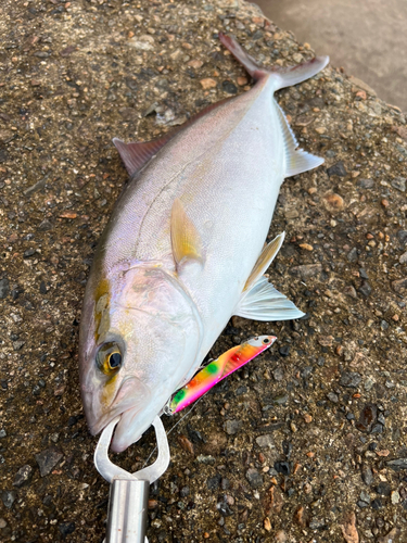 カンパチの釣果