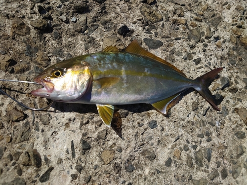 鹿児島湾北部