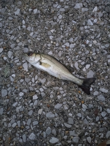 セイゴ（ヒラスズキ）の釣果