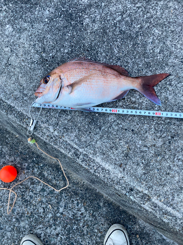 マダイの釣果