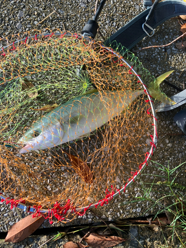 ヤズの釣果