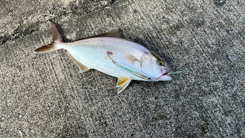 カンパチの釣果