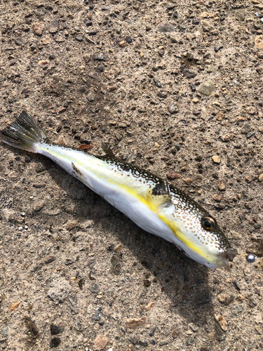 ショウサイフグの釣果