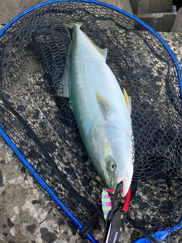 イナダの釣果