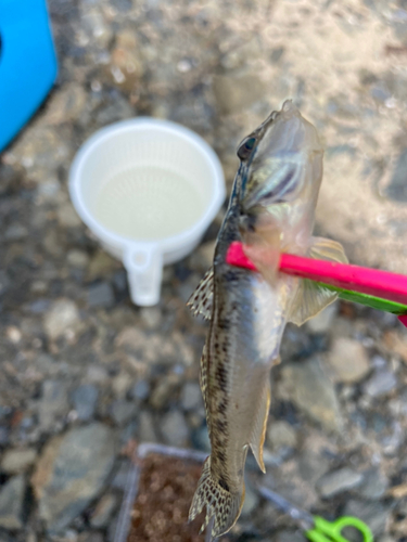 マハゼの釣果