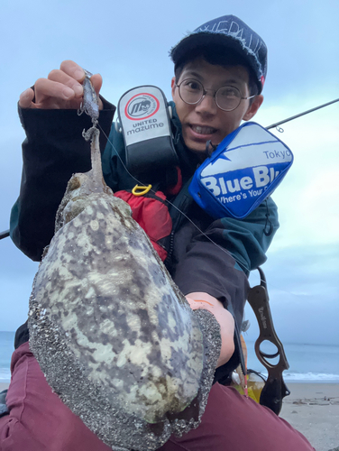 コウイカの釣果