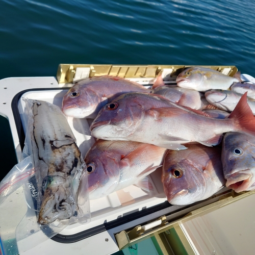 マダイの釣果