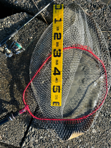 ツバクロエイの釣果