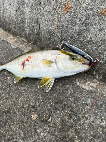 カンパチの釣果