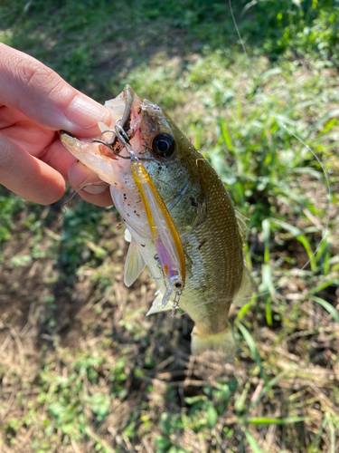 ラージマウスバスの釣果