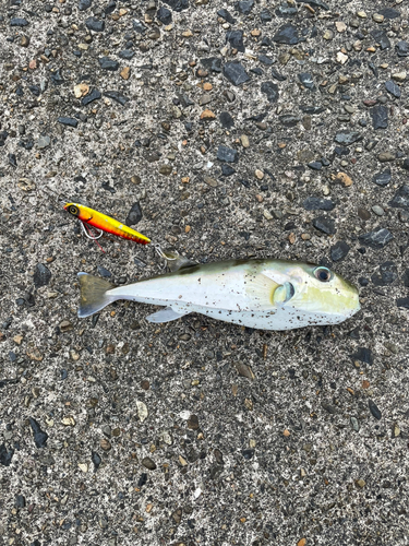 シロサバフグの釣果