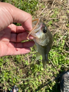 ラージマウスバスの釣果