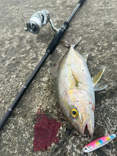 ショゴの釣果