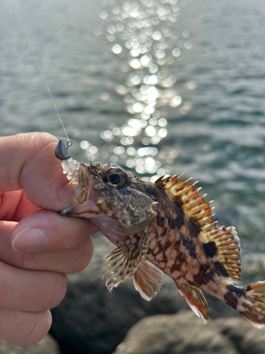 カサゴの釣果