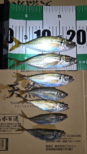 アジの釣果