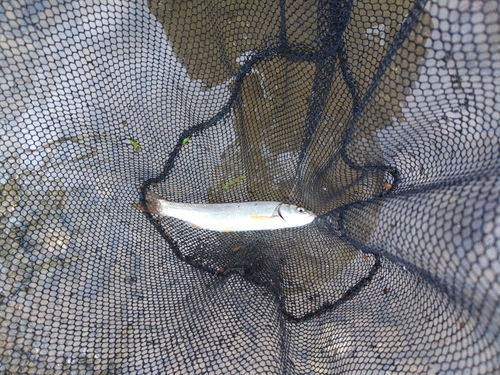 ウグイの釣果