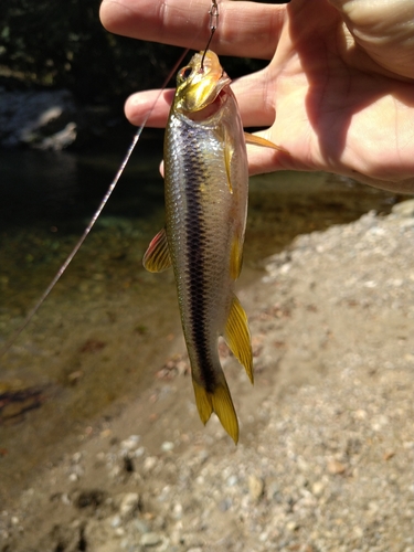 カワムツの釣果