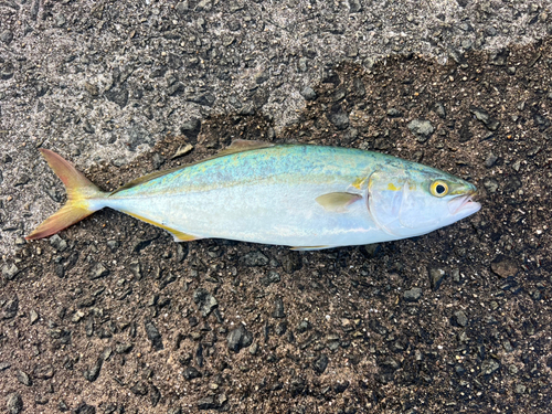 ハマチの釣果