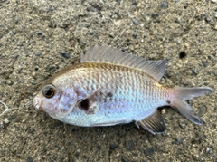 スズメダイの釣果